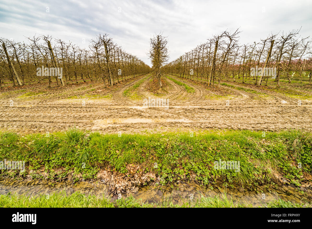 L'agricoltura moderna organizza campi in geometrie regolari di frutteti che preannuncia l'arrivo della primavera con il primo blumi Foto Stock