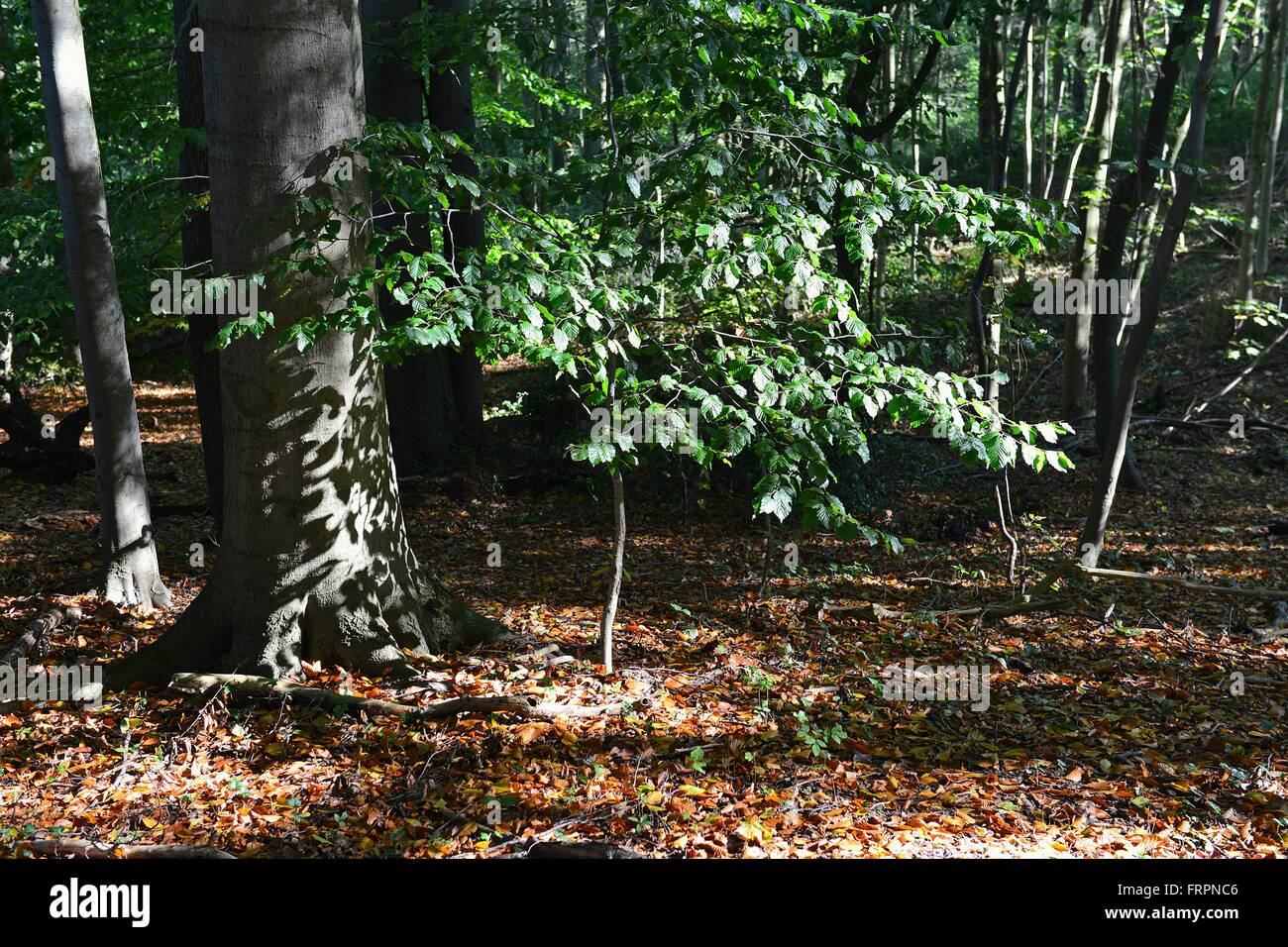 La gamma della montagna Deister - foglie gettando ombre su il sole ha illuminato il tronco di un faggio nella foresta, 11 Ottobre 2015 Foto Stock