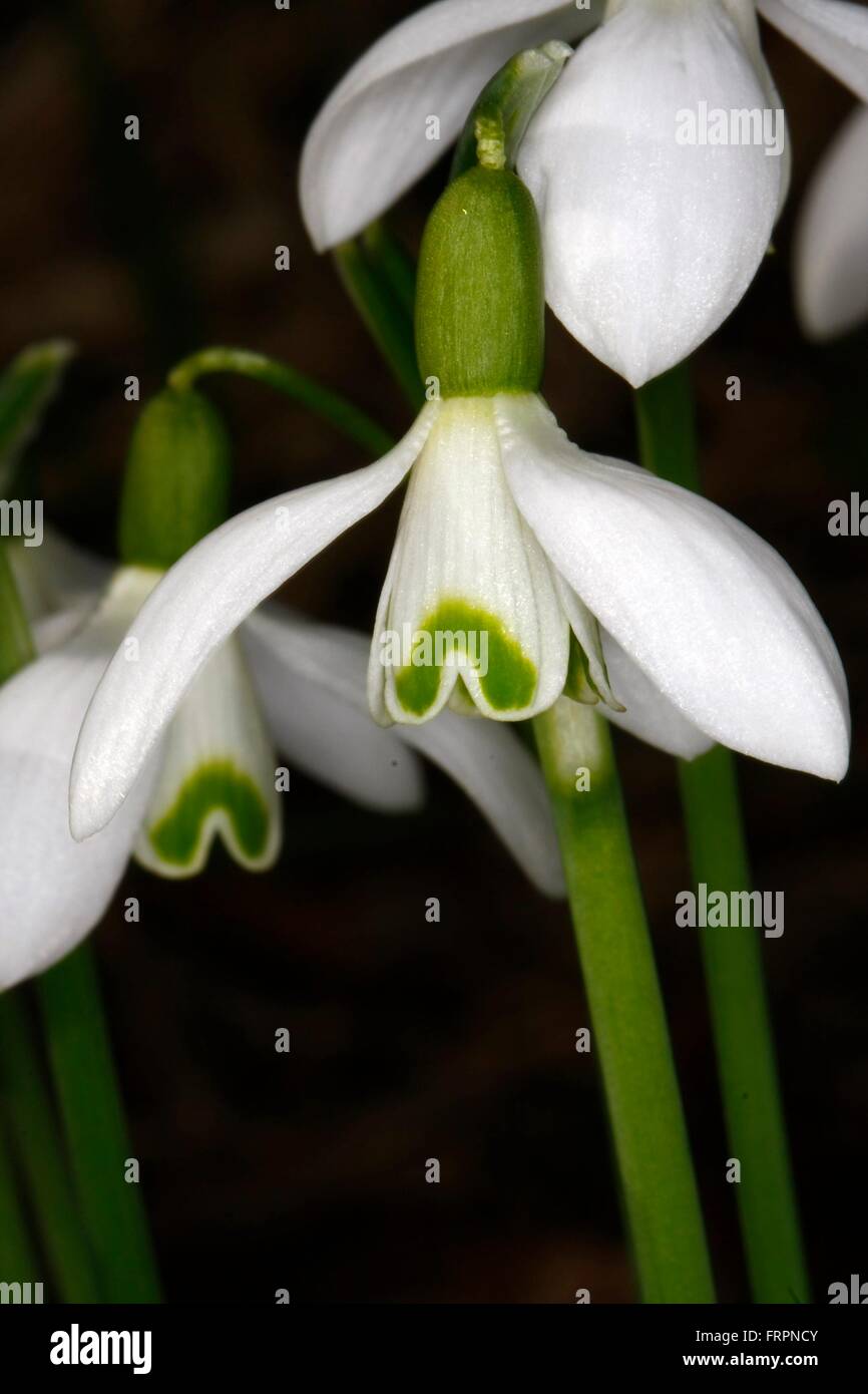La Snowdrop (Galanthus nivalis L.) è un inizio di piante in fiore. I fiori aperti da febbraio a marzo. Api Bund altri insetti prima di raccogliere il polline e il nettare. Kleinschmalkalden, Turingia, Germania, Europa Data: 16 Marzo 2012 Foto Stock