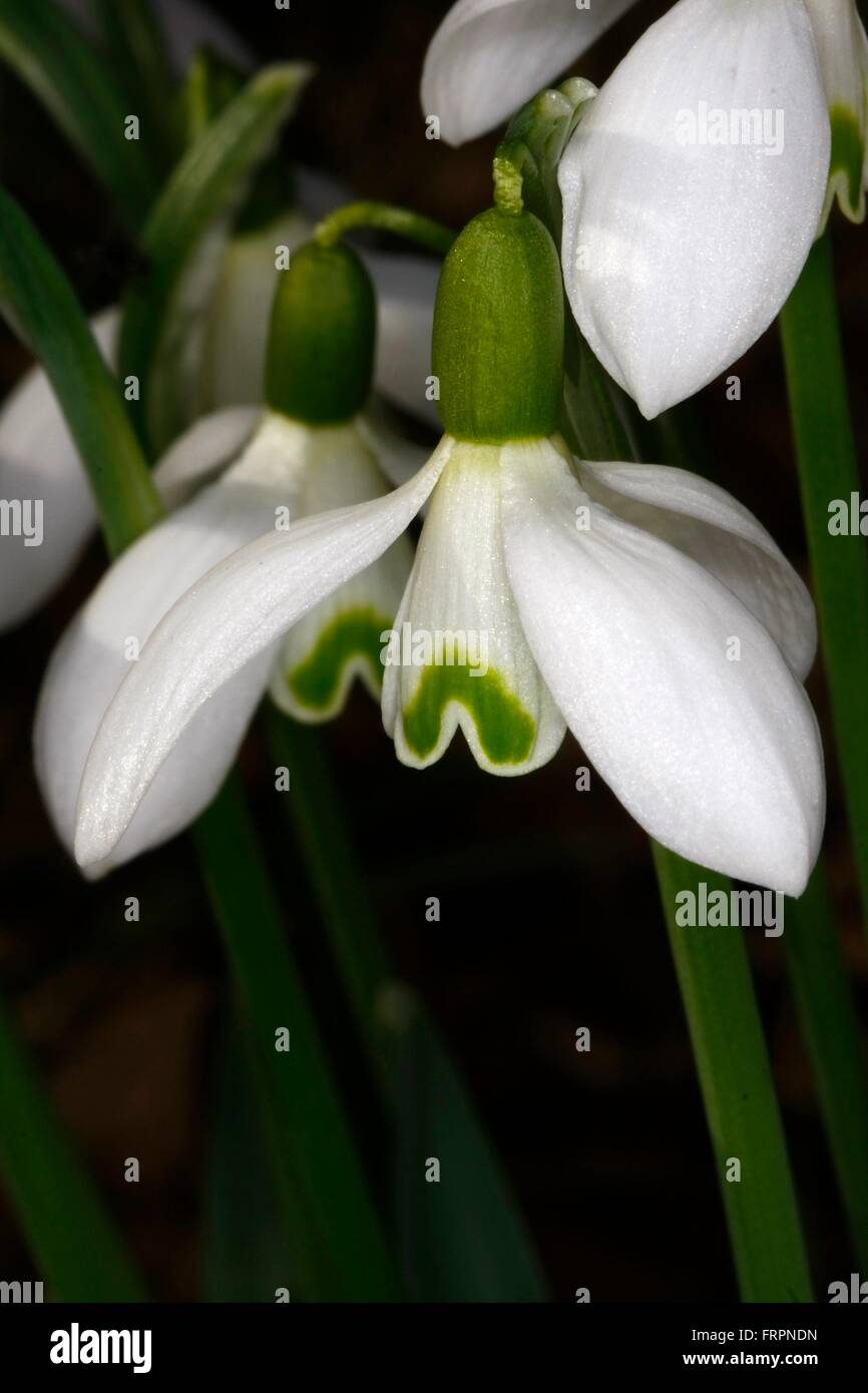La Snowdrop (Galanthus nivalis L.) è un inizio di piante in fiore. I fiori aperti da febbraio a marzo. Api Bund altri insetti prima di raccogliere il polline e il nettare. Kleinschmalkalden, Turingia, Germania, Europa Data: 16 Marzo 2012 Foto Stock