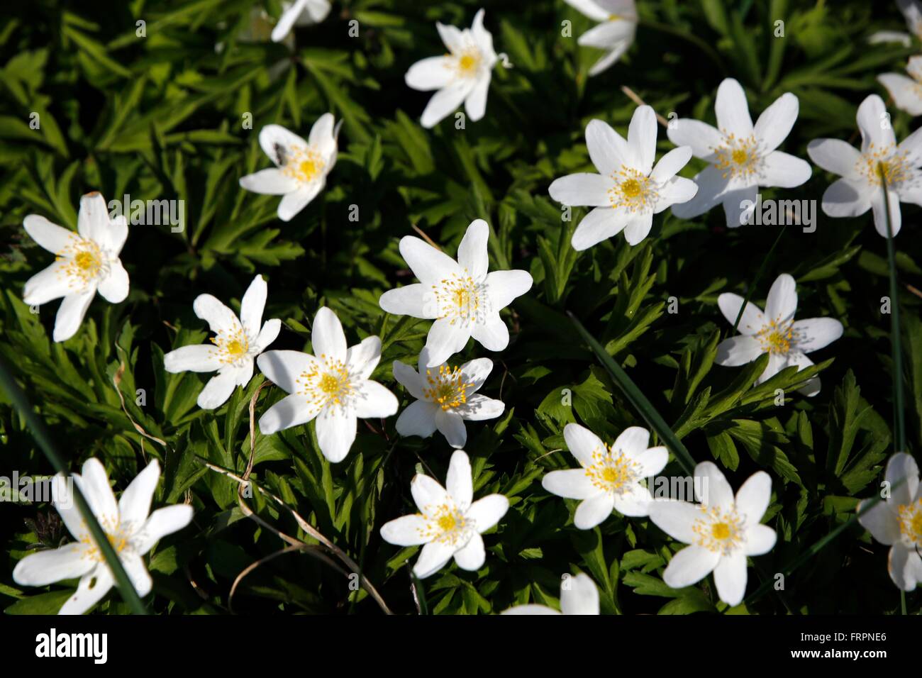 Il Windflower (Anemone nemorosa ,) è una pianta del genere Anemone. La pianta è molto diffusa in Europa temperata e Asia. Germania, Europa Data: 21 Aprile 2015 Foto Stock