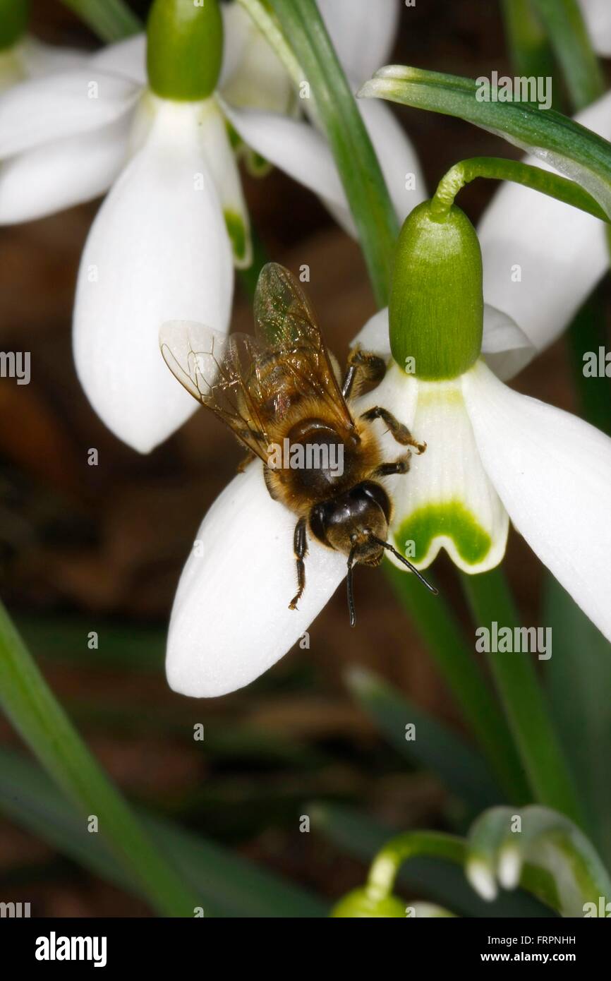 La Snowdrop (Galanthus nivalis L.) è un inizio di piante in fiore. I fiori aperti da febbraio a marzo. Api Bund altri insetti prima di raccogliere il polline e il nettare. Kleinschmalkalden, Turingia, Germania, Europa Data: 16 Marzo 2012 Foto Stock