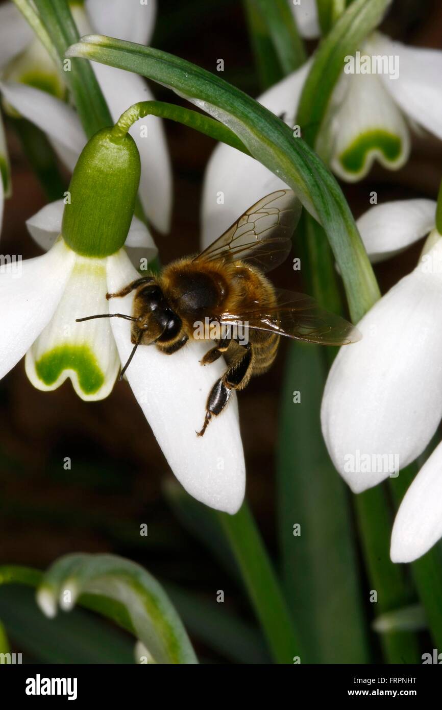 La Snowdrop (Galanthus nivalis L.) è un inizio di piante in fiore. I fiori aperti da febbraio a marzo. Api Bund altri insetti prima di raccogliere il polline e il nettare. Kleinschmalkalden, Turingia, Germania, Europa Data: 16 Marzo 2012 Foto Stock