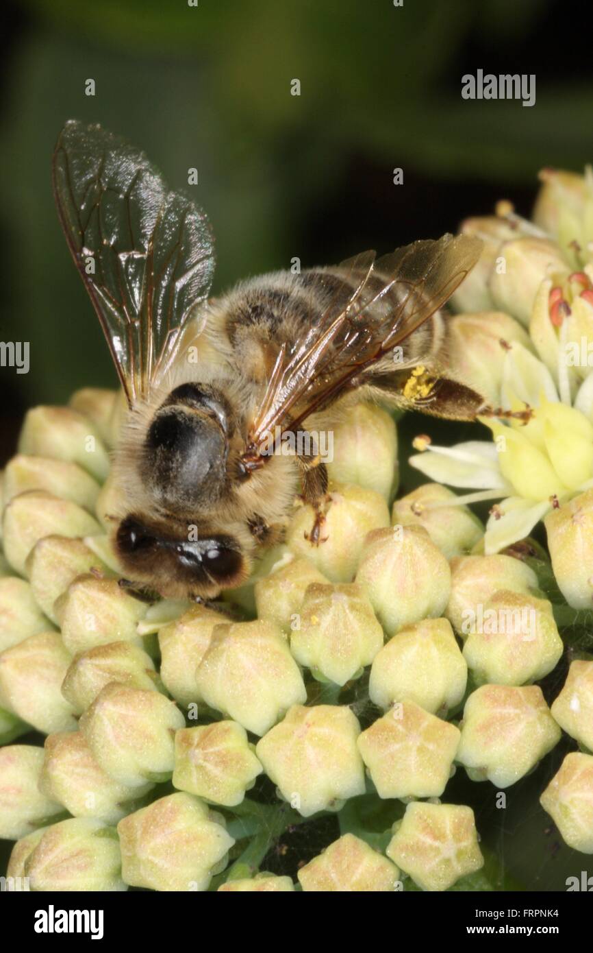 Honeybee sui fiori di Sedum album. Questo Sedum viene spesso utilizzata come pianta ornamentale e come fiori recisi e come bee foraggio. Kleinschmalkalden, Turingia, Germania, Europa Data: 31 Agosto 2008 Foto Stock