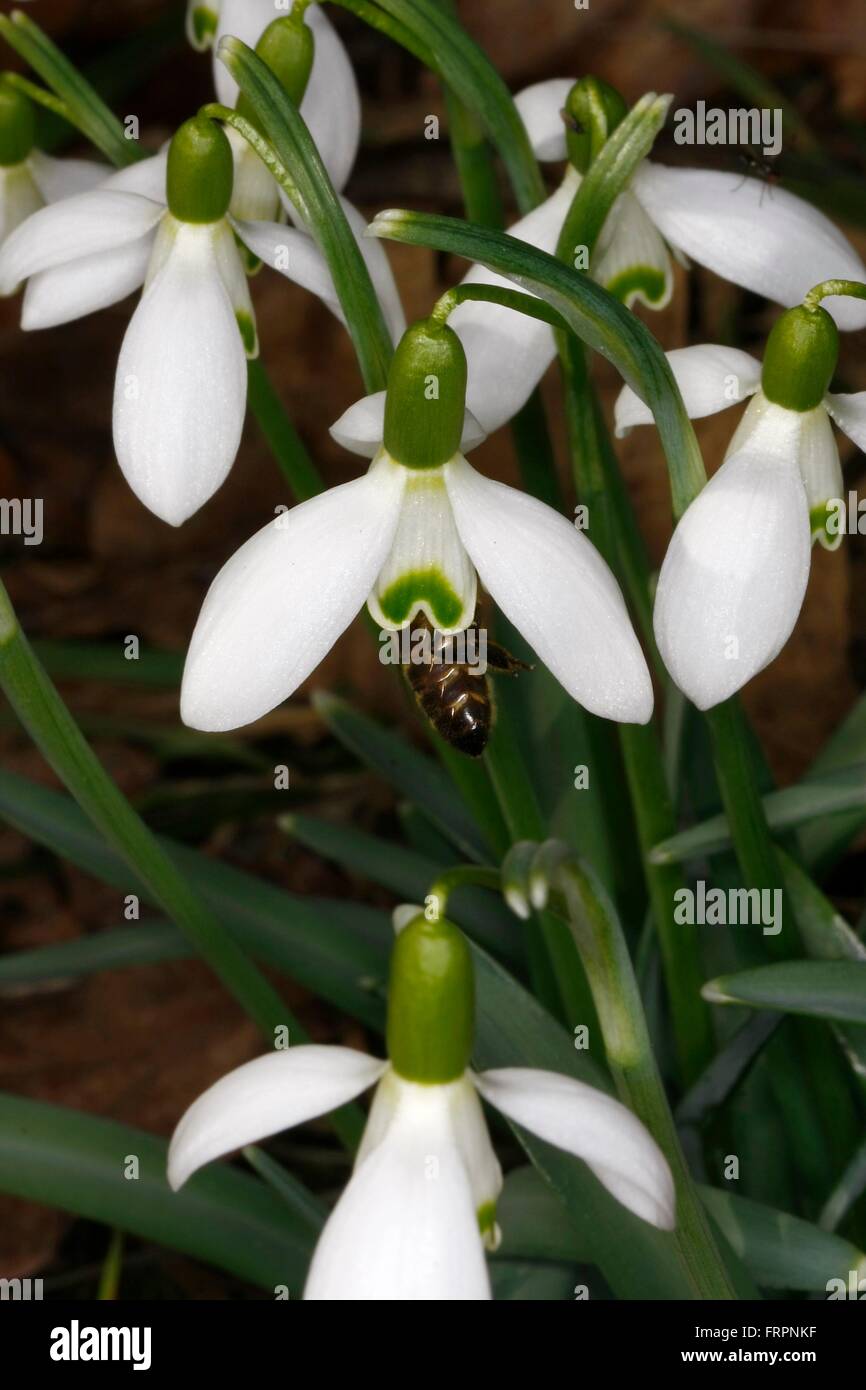 La Snowdrop (Galanthus nivalis L.) è un inizio di piante in fiore. I fiori aperti da febbraio a marzo. Api Bund altri insetti prima di raccogliere il polline e il nettare. Kleinschmalkalden, Turingia, Germania, Europa Data: 16 Marzo 2012 Foto Stock