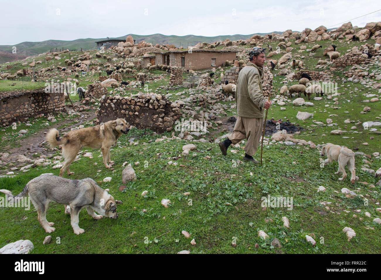 Pecore pastore nel nord Iraq Foto Stock