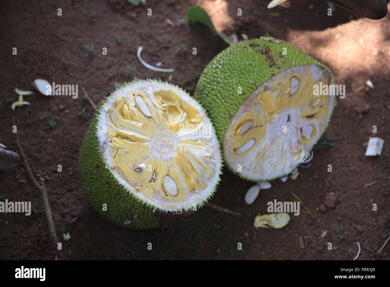 Jackfruit o Jakfruit (Artocarpus heterophyllus), il più grande del mondo di alberi di frutti, originario del Sud e del sud-est asiatico Foto Stock