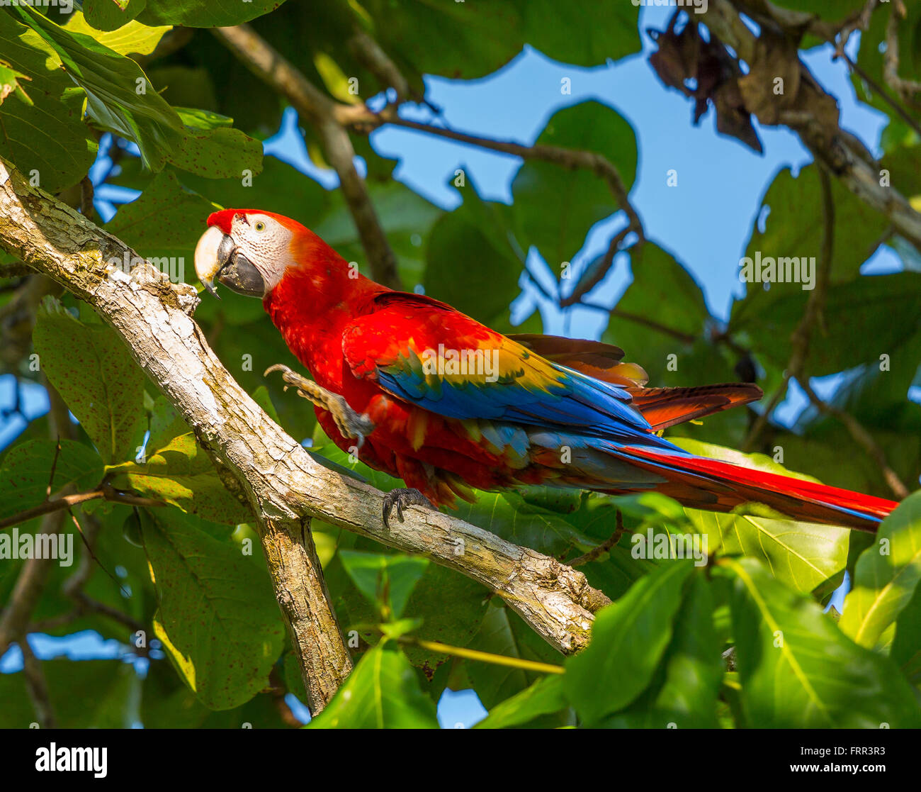 Penisola di OSA, COSTA RICA - scarlet macaw nella struttura ad albero nella foresta di pioggia. Ara macao Foto Stock