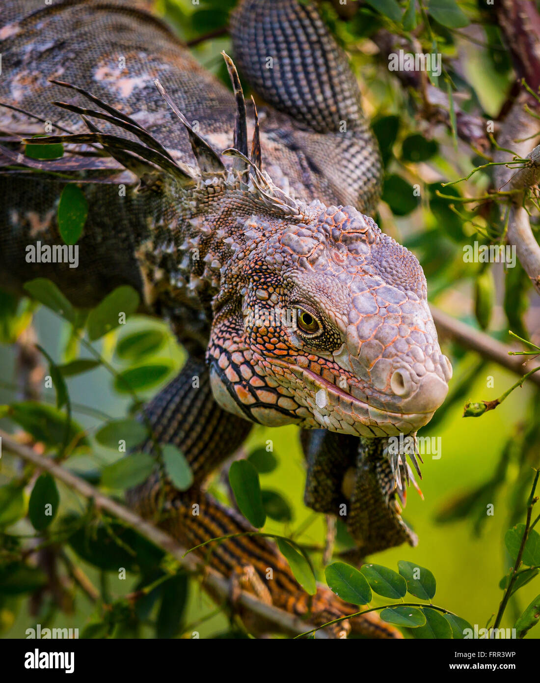 Penisola di OSA, COSTA RICA - Maschio iguana verde nella struttura ad albero, nella foresta di pioggia Foto Stock