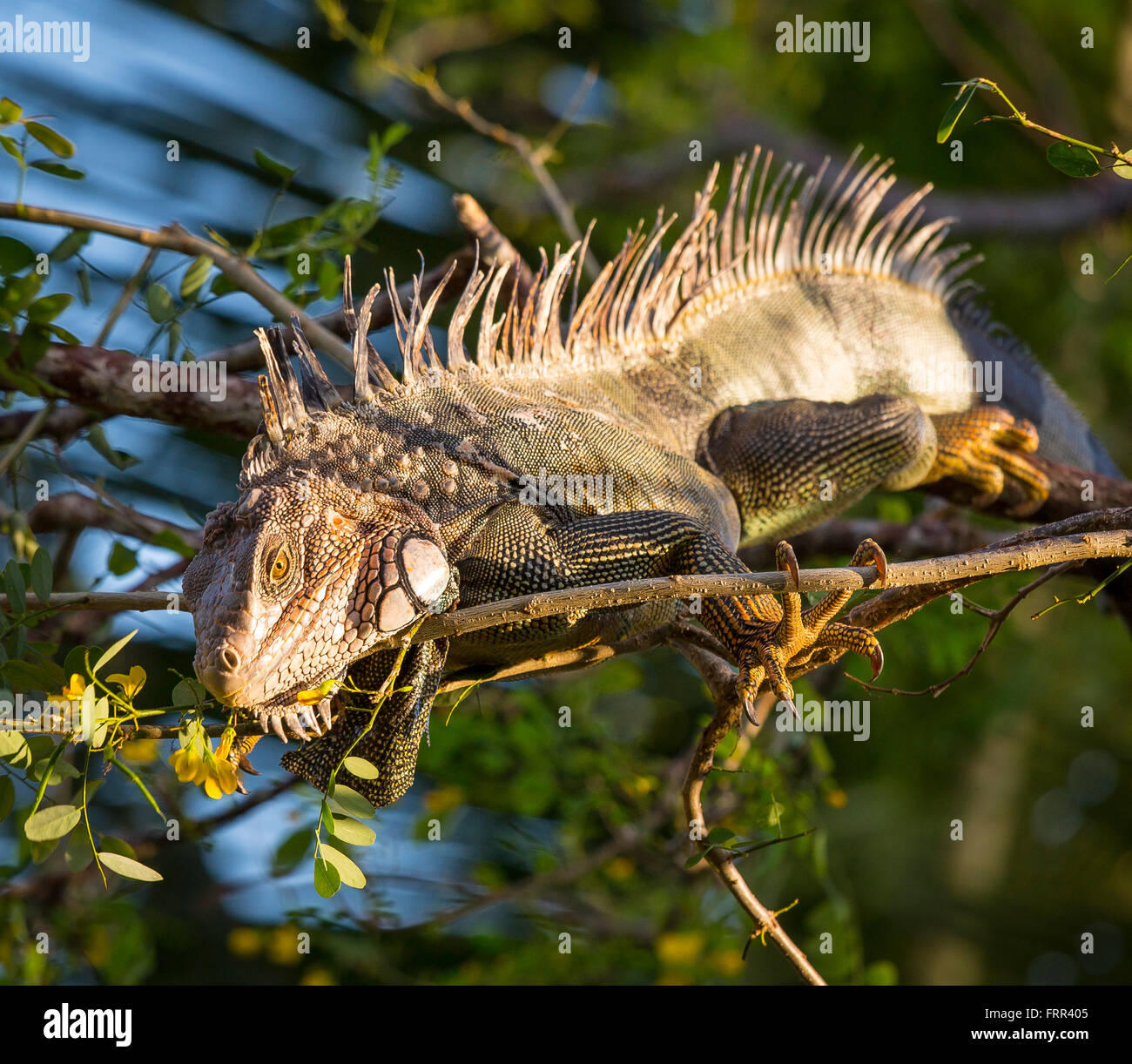 Penisola di OSA, COSTA RICA - Maschio iguana verde nella struttura ad albero, nella foresta di pioggia Foto Stock