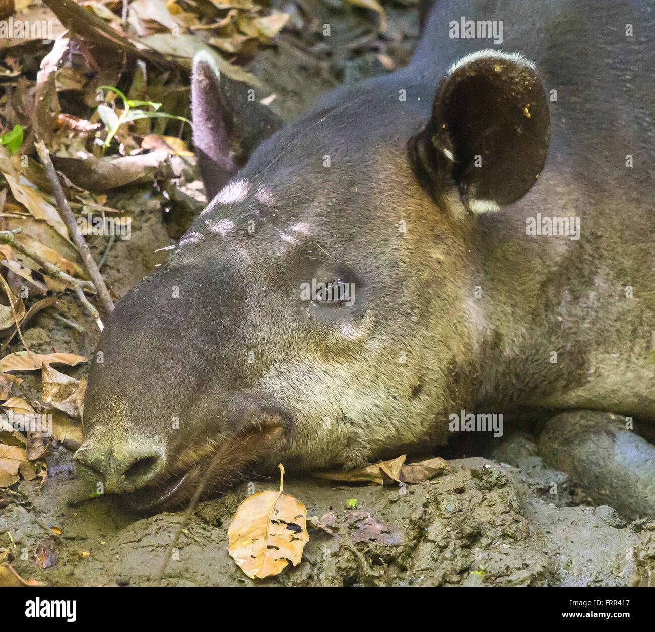 Parco nazionale di Corcovado, COSTA RICA - Baird il tapiro, femmine gravide di riposo, osa penisola. Specie in via di estinzione. Tapirus bairdii Foto Stock