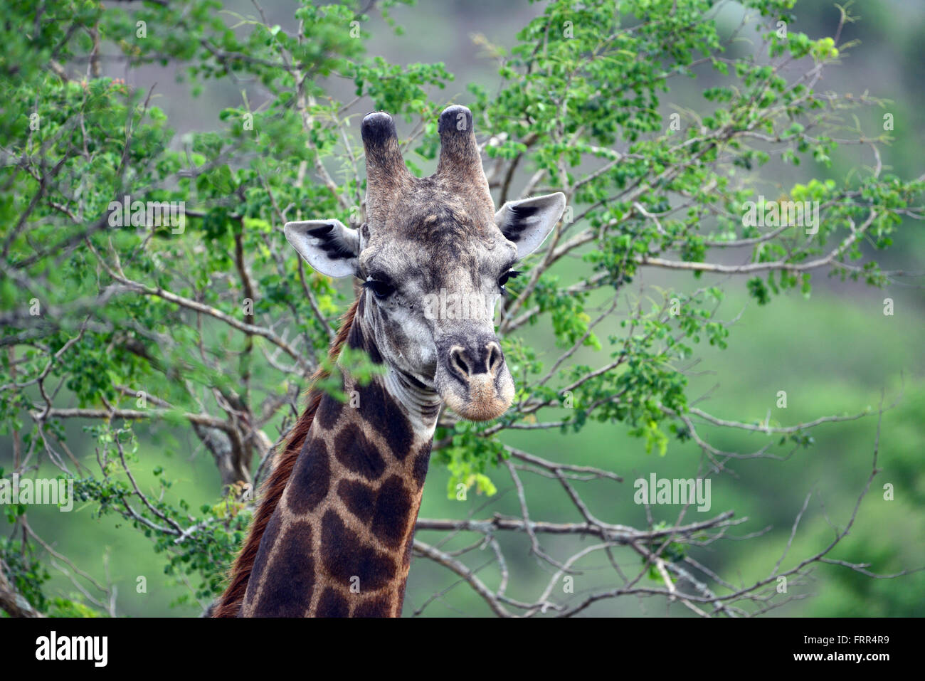 Adulto giraffa visto su un game drive a Thanda Private Game Reserve, Kwa-Zulu Natal, Sud Africa Foto Stock