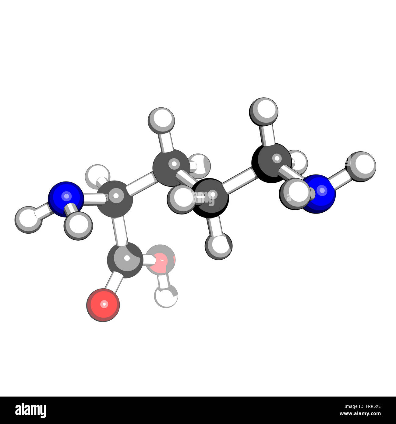 Aminoacido ornitina struttura molecolare su sfondo bianco Foto Stock
