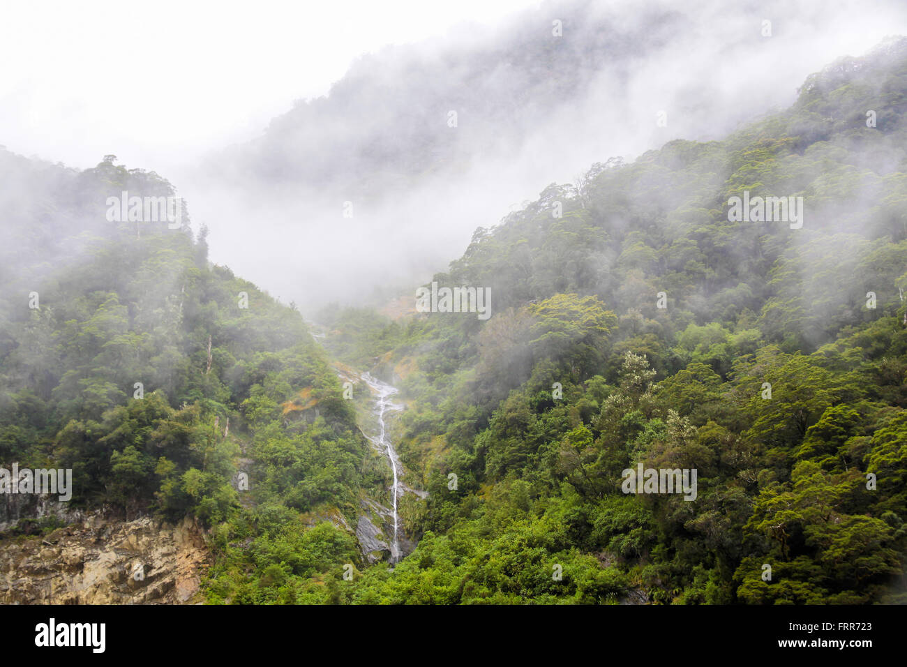 Cloud Forest, Westland-Nationalpark, Isola del Sud, Nuova Zelanda Foto Stock