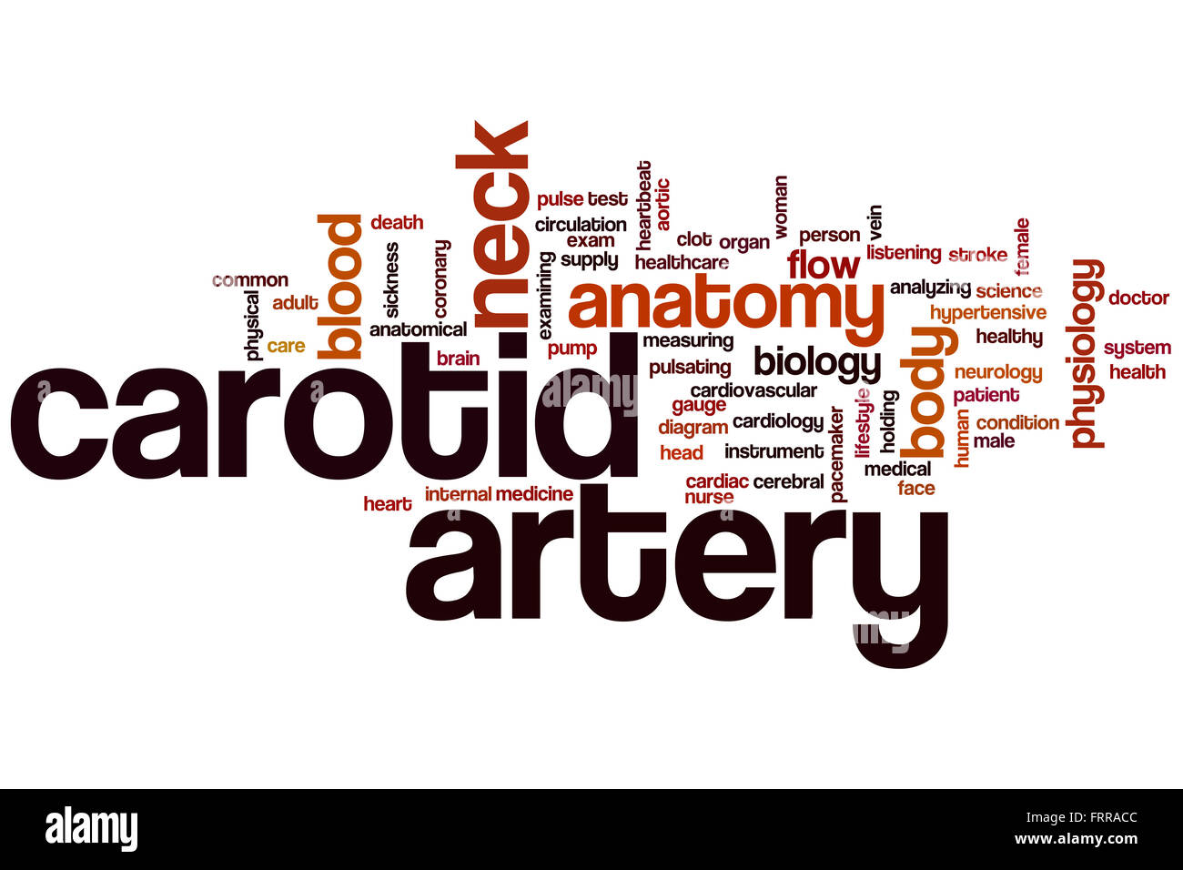 Arteria carotide parola concetto cloud con collo anatomico tag correlati Foto Stock