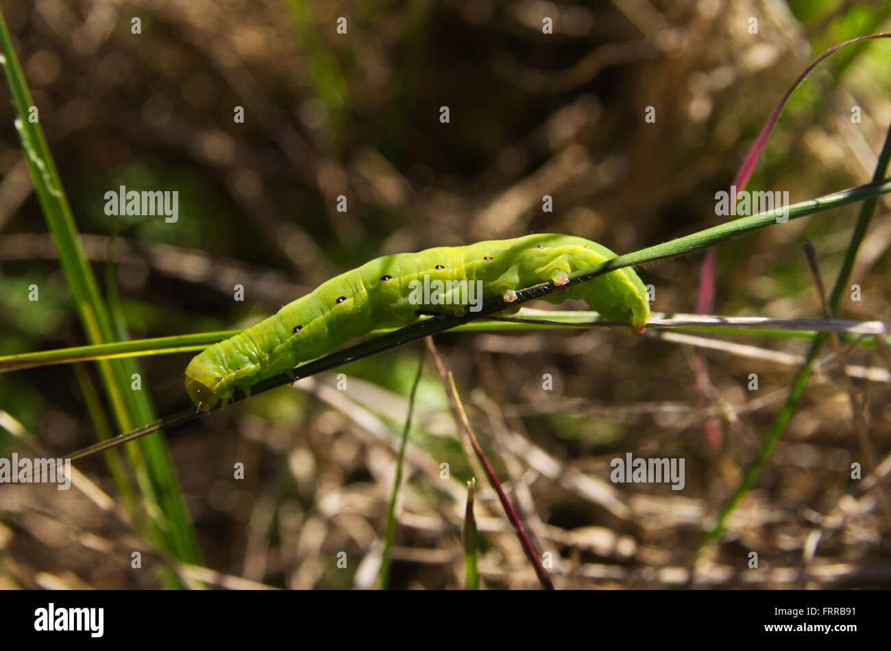 Nero su verde caterpillar rustico - Aporophyla nigra Foto Stock