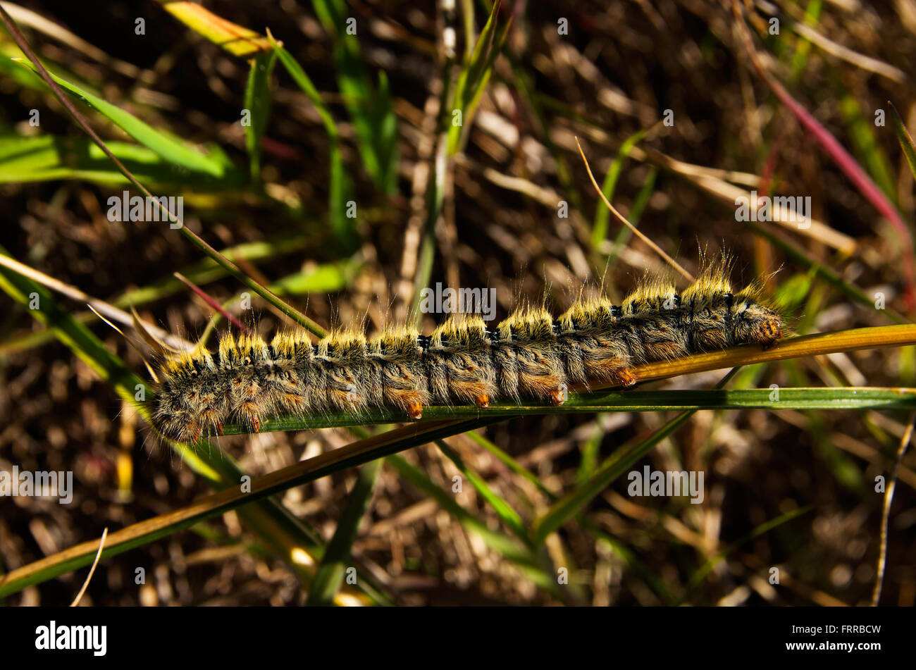 Erba pelose Eggar caterpillar - Lasiocampa trifolii Foto Stock