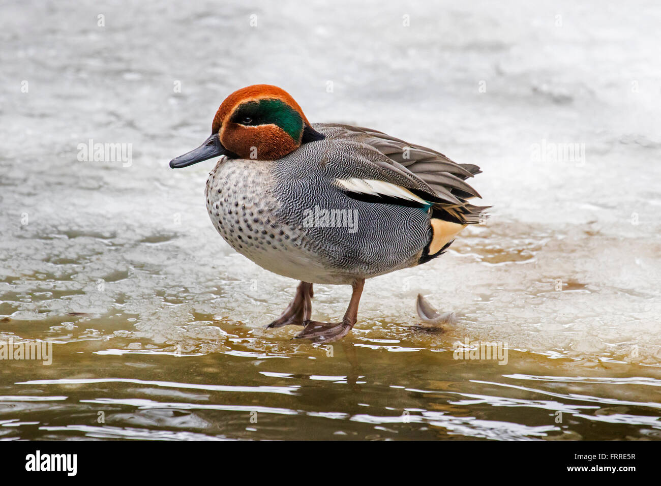Eurasian teal / comune teal (Anas crecca) maschio in appoggio sul ghiaccio del laghetto congelato in inverno Foto Stock