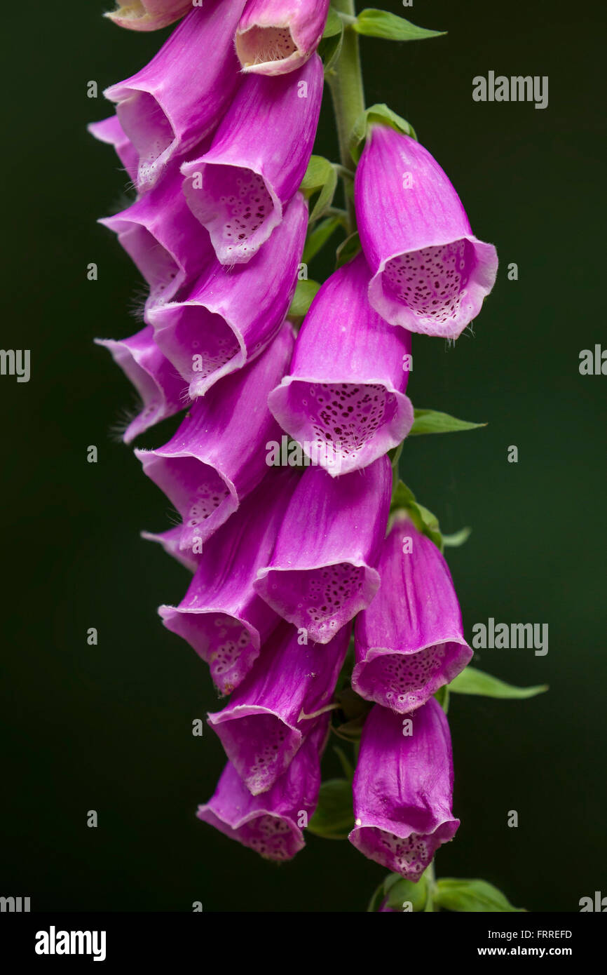 Foxglove comune / viola / foxglove lady del guanto (Digitalis purpurea) close up di fiori viola Foto Stock