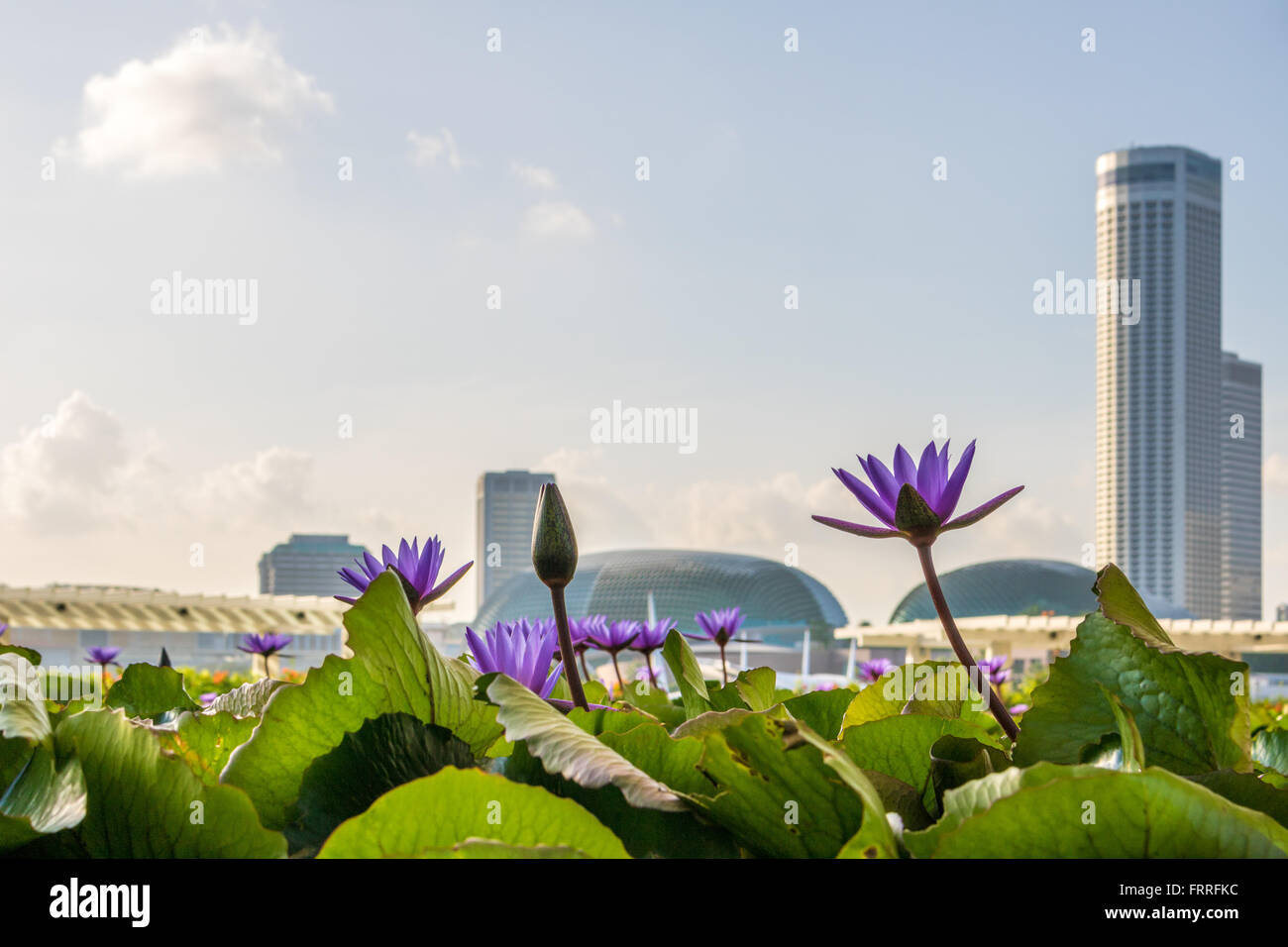 Singapore vista di Singapore Adrian Baker Foto Stock