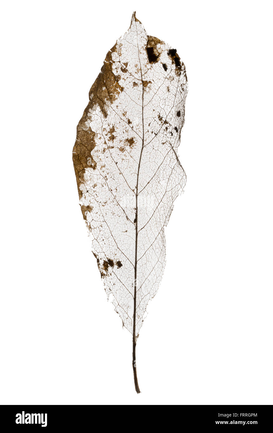 Scheletri di foglia. Vene decaduta a foglia caduca. Foto Stock