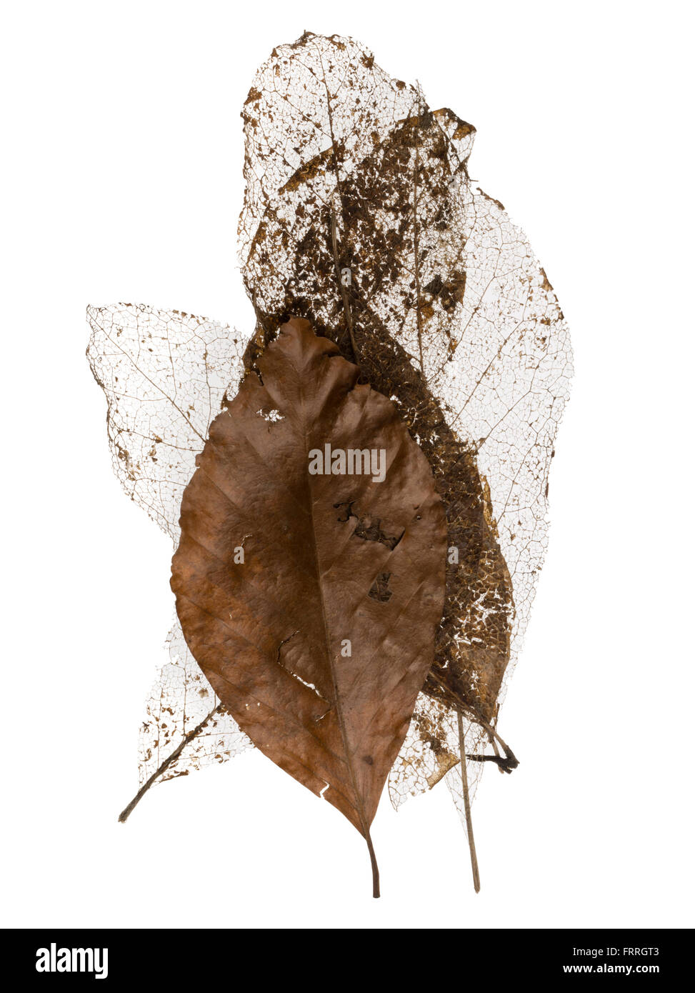 Scheletri di foglia. Vene decaduta a foglia caduca. Foto Stock
