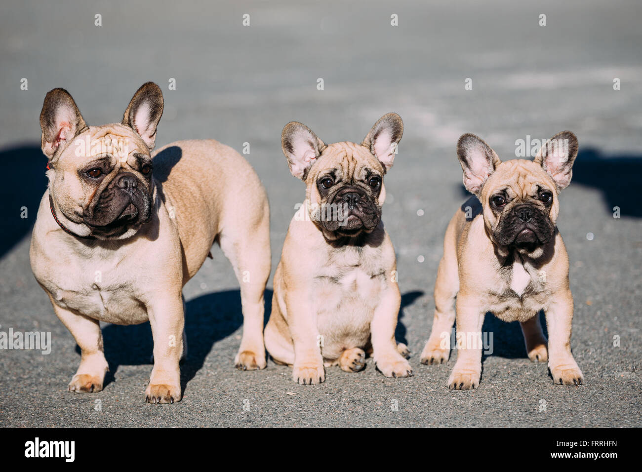 Tre Funny bella Bouledogue Francesi cuccioli di cani in parco all'aperto. Popolari razza di cane Foto Stock