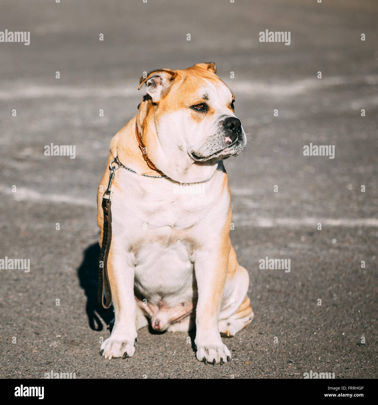 Ca de Bou o Perro de Presa Mallorquin è un tipico cane molosso. Per esterno Foto Stock