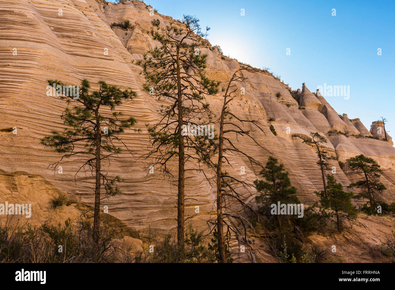 Pino Ponderosa con strati di Peralta Tuff lungo la fessura Canyon Trail a tenda Kasha-Katuwe Rocks National Monument, Nuovo Messico Foto Stock