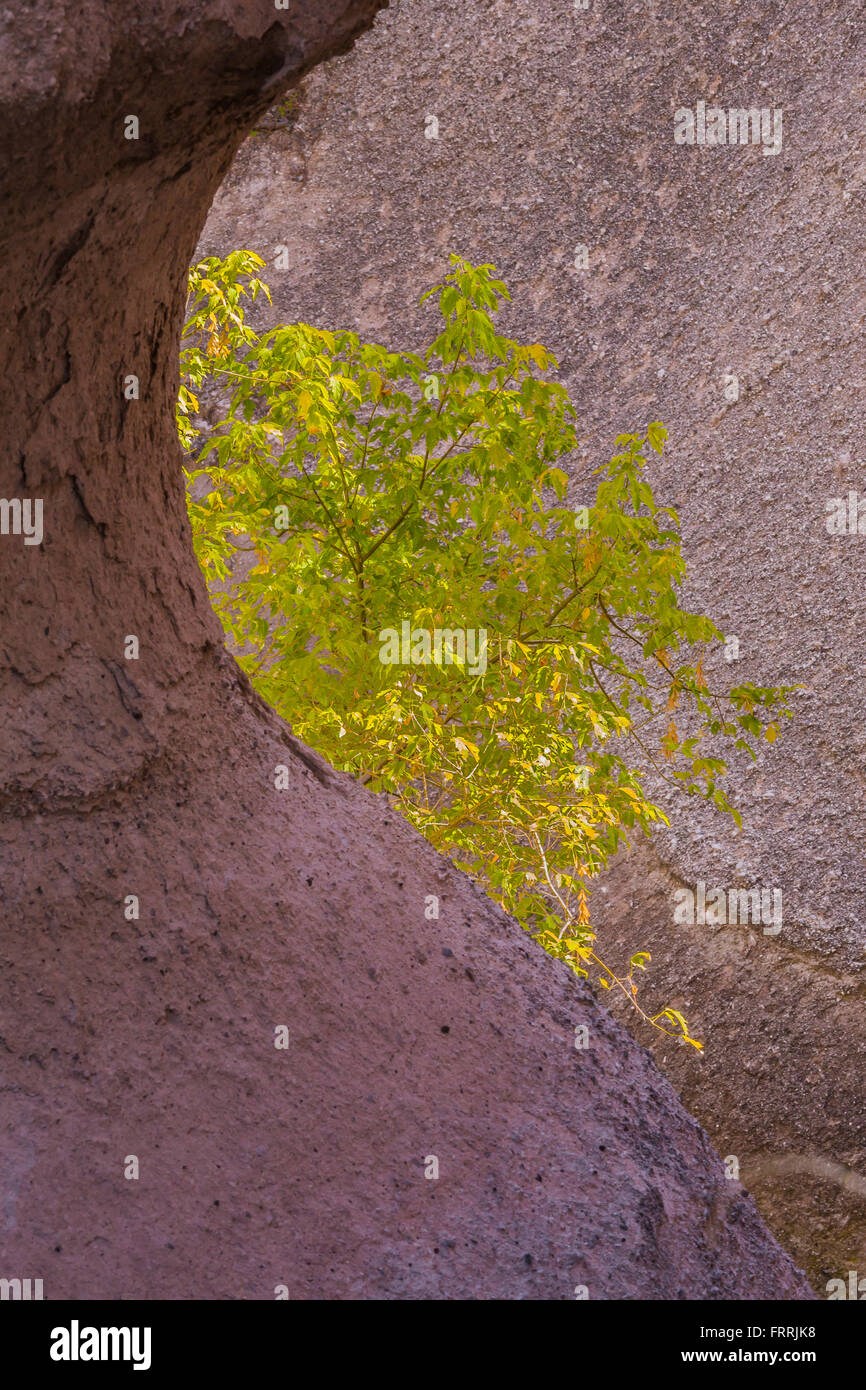 Box Elder, Acer negundo lungo la fessura Canyon Trail a tenda Kasha-Katuwe rocce monumento nazionale nel Nuovo Messico, STATI UNITI D'AMERICA Foto Stock