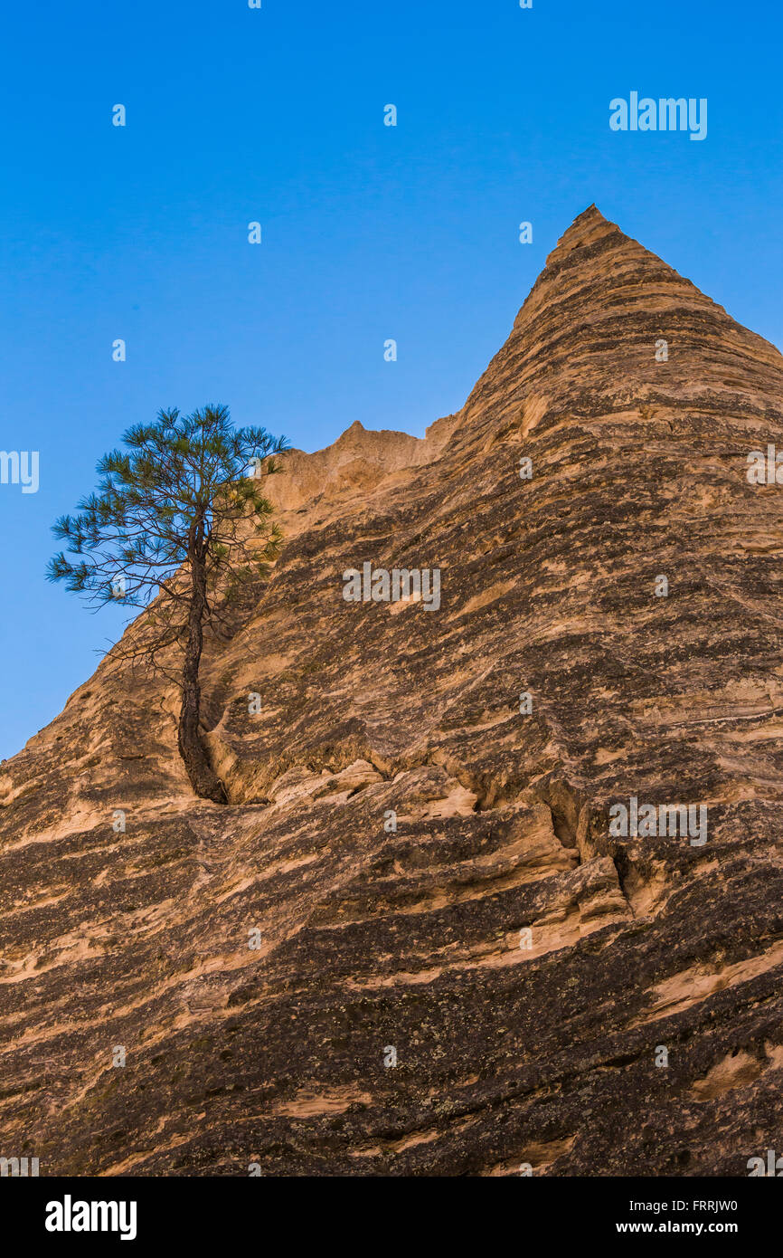 Ponderosa Pine, Pinus ponderosa, striati con formazioni rocciose lungo la fessura Canyon Trail a tenda Kasha-Katuwe Rocks National M Foto Stock