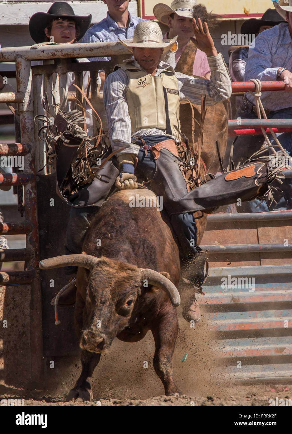 Bull rider in azione a pioppi neri americani, California Rodeo. Foto Stock