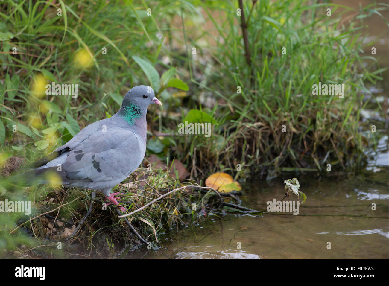 Magazzino Colomba / Hohltaube ( Columba oenas ) udienza presso la banca di un tratto di acqua nel mezzo della vegetazione naturale. Foto Stock