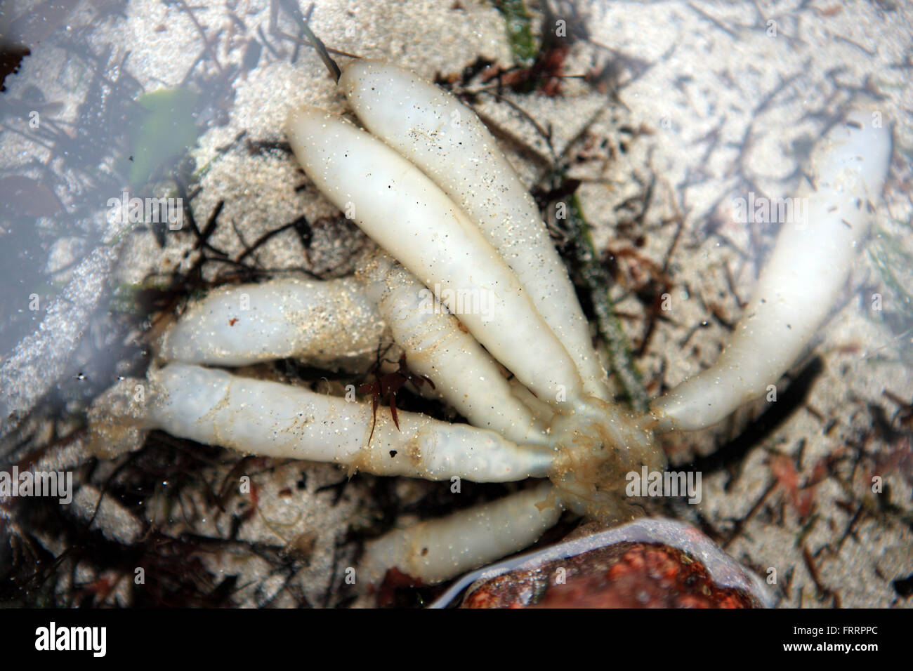 Calamari uova in involucro protettivo giacente in un rockpool dopo una molla bassa marea in Scozia Foto Stock