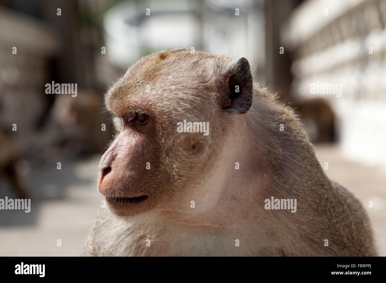 Ritratto di un adulto macaque in Wat Thammikaram, in Prachuap Khiri Khan (Thailandia). Portrait de Lo Strinare macaco adulte. Foto Stock