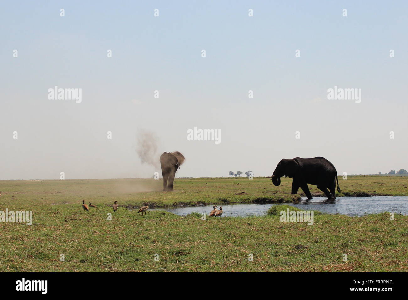 Gli elefanti tori a piedi fuori il fiume Chobe e godersi un bagno di sabbia, Botswana Foto Stock
