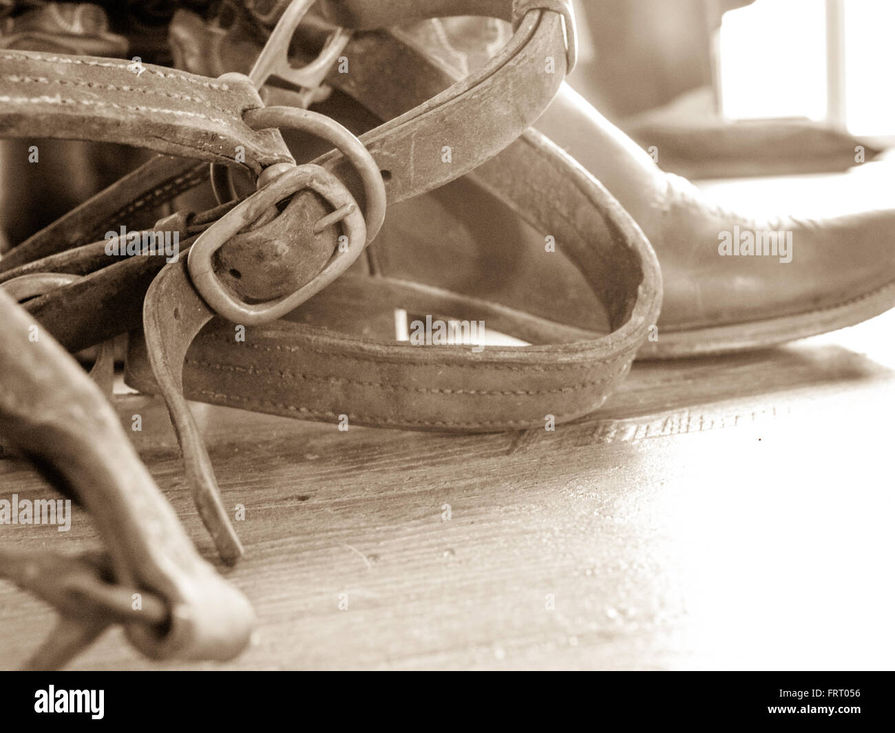Close up indossato briglia in cuoio con fibbie Foto Stock