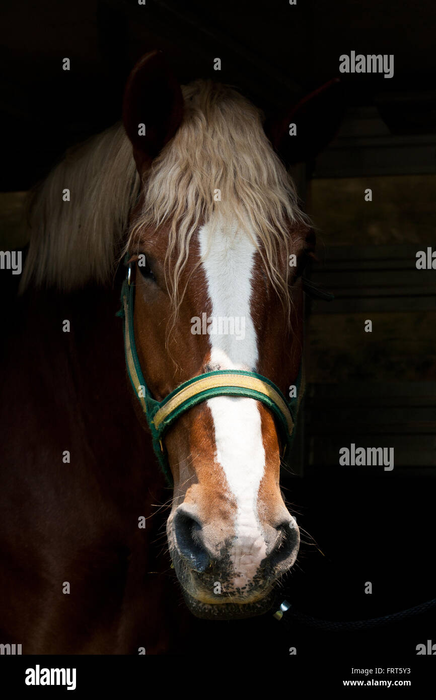 Cavallo bellissimo in un rimorchio. Foto Stock