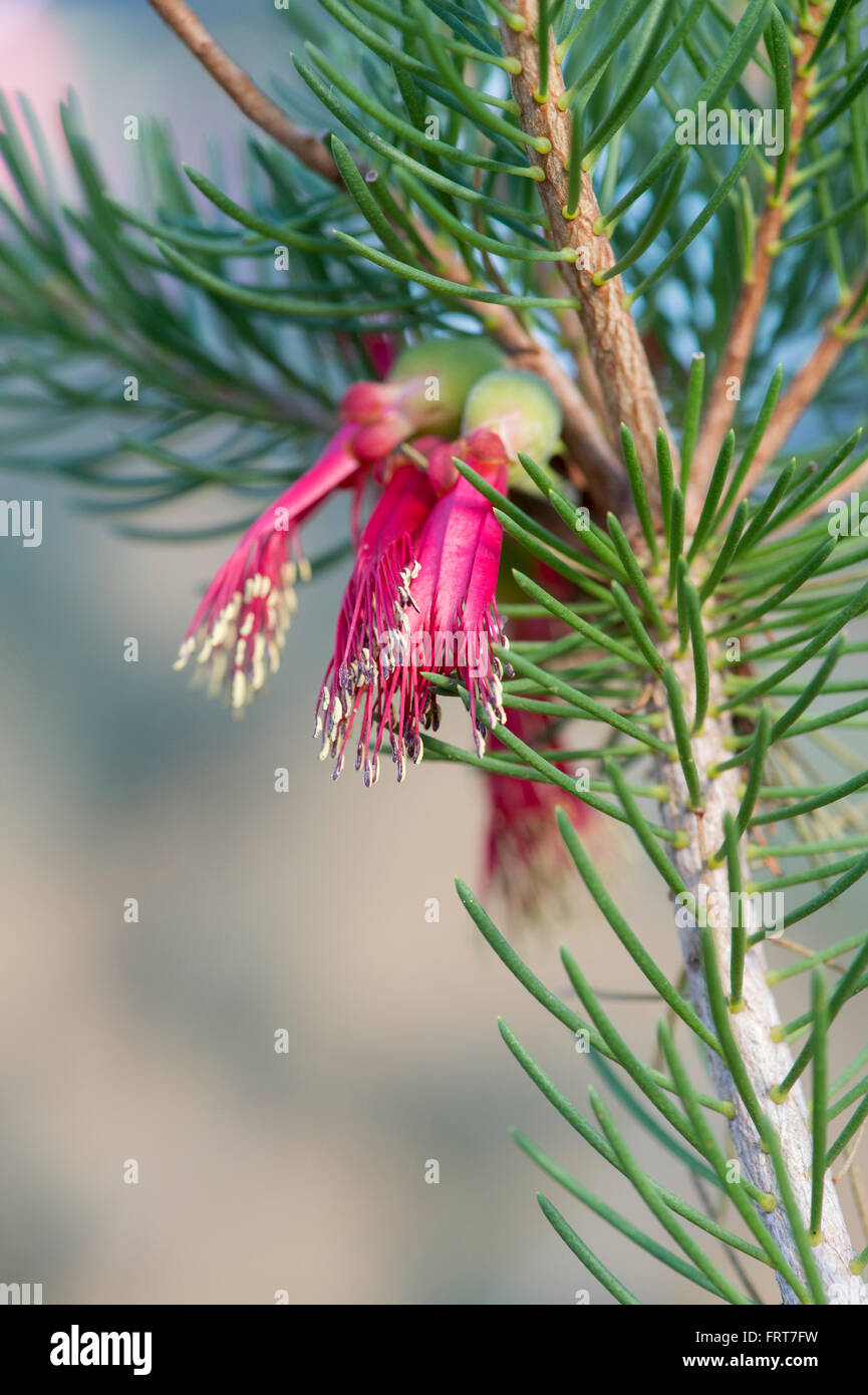 Calothamnus quadrifidus. Facciata uno scovolino da bottiglia Foto Stock