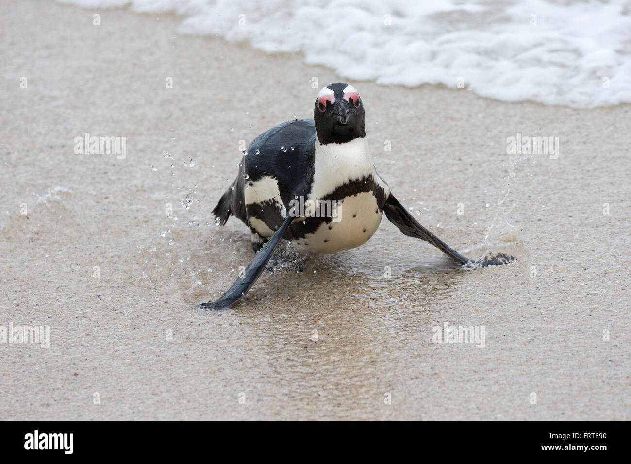 Pinguino africano (Spheniscus demersus) Foxy Beach, Table Mountain National Park, Simon's Town, Cape Town, Sud Africa Foto Stock