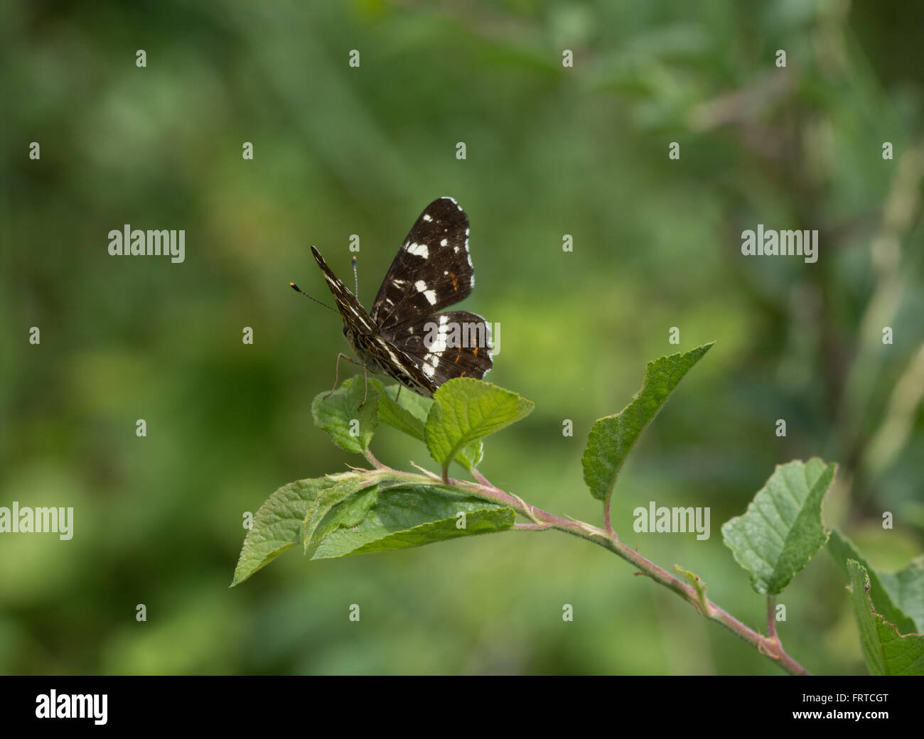 Mappa Butterfly (Araschnia levana prorsa da) su foglie di Aggtelek National Park, Ungheria Foto Stock