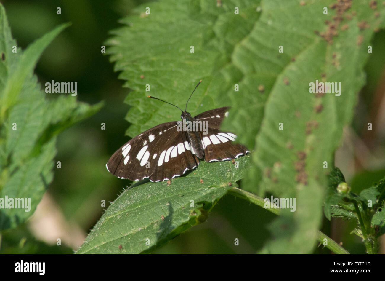 Farfalla aliante ungherese (Neptis rivularis) che si crogiola su una foglia, Ungheria Foto Stock