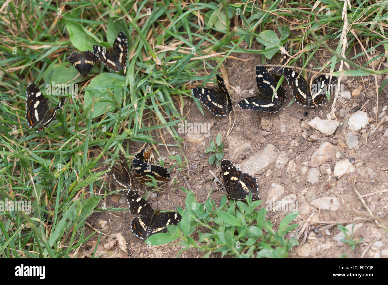 Gruppo di mappa farfalle (Araschnia levana prorsa forma) sul terreno in Ungheria Foto Stock