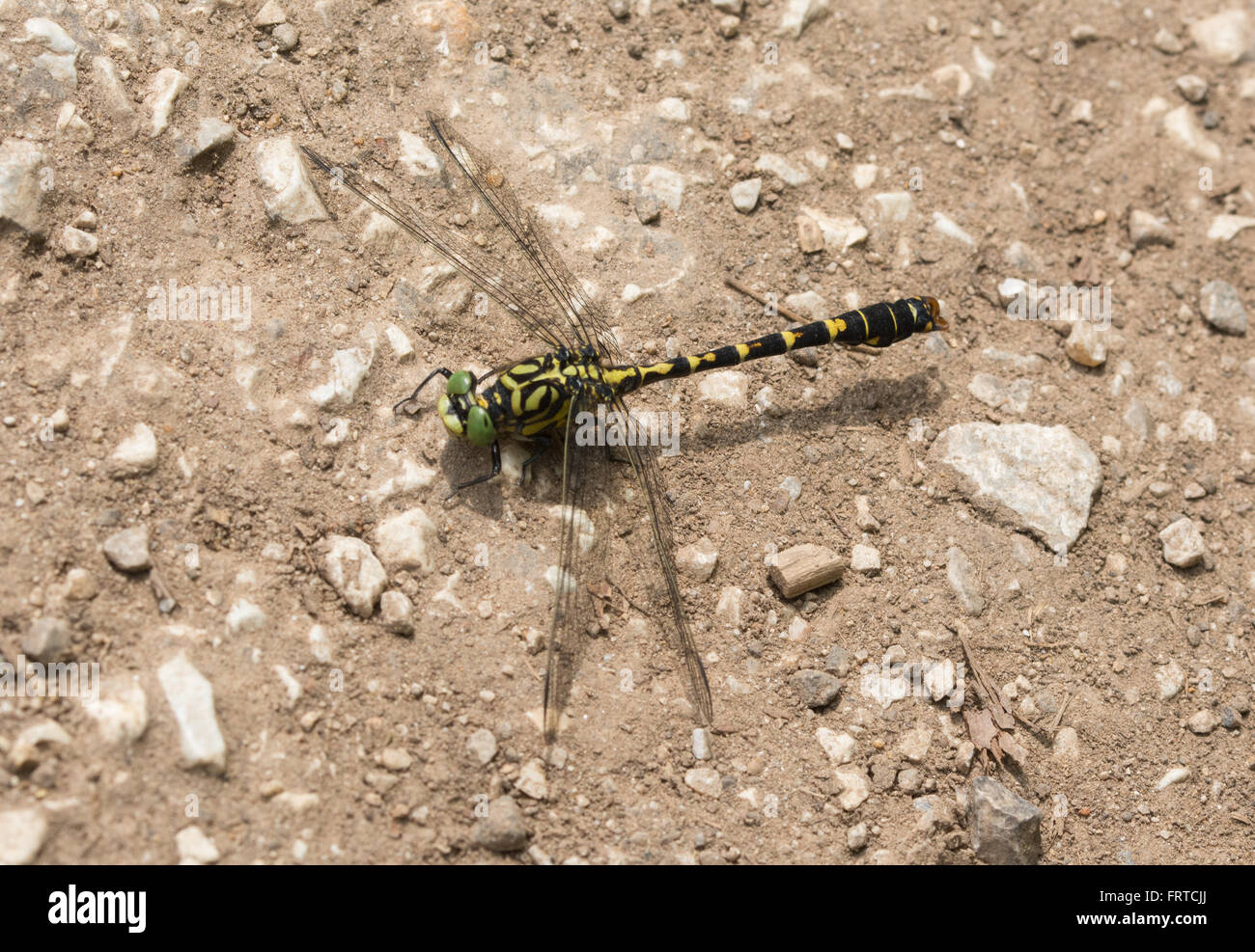 Club-tailed dragonfly sul terreno in Aggtelek National Park, Ungheria Foto Stock