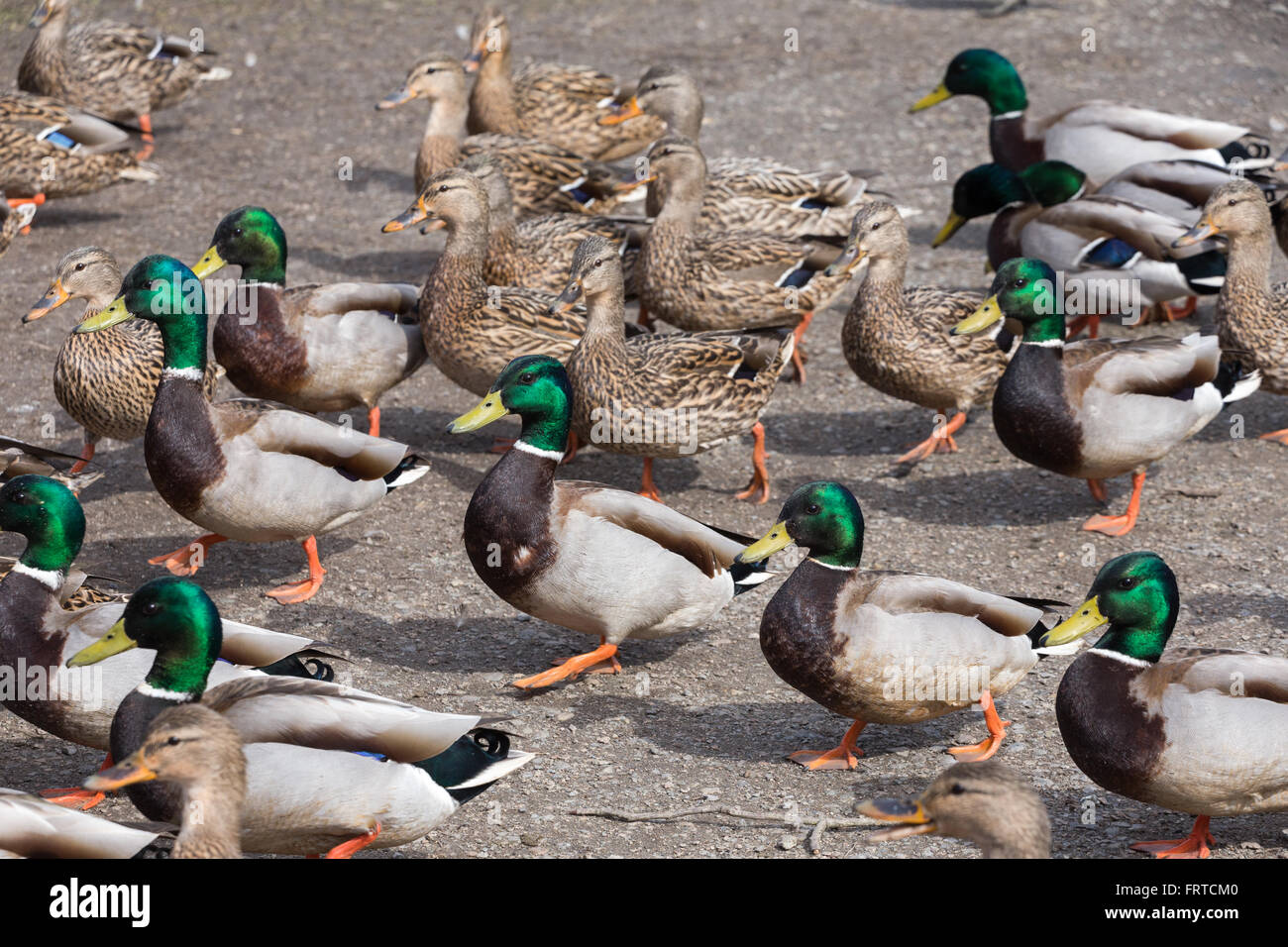Maschio e femmina le anatre bastarde, presso Delta BC Canada Foto Stock