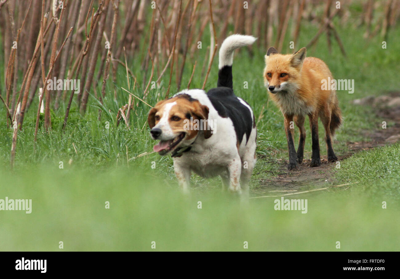 Probabilmente di tutto il mondo peggiore cane da caccia. Il beagle e la volpe. Storia vera, non photoshop. Foto Stock