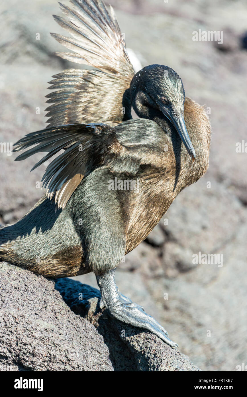 Flightless Cormorant asciugando le sue ali su Fernandina Island nelle Isole Galapagos in Ecuador Foto Stock