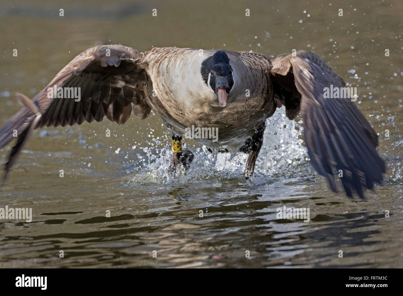 Canada goose (Branta canadensis) in azione, Amburgo, Germania, Europa Foto Stock