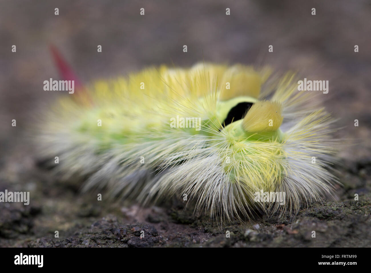 Pale Tussock Moth Larva Calliteara pudibunda unica sulla roccia in Cornwall, Regno Unito Foto Stock