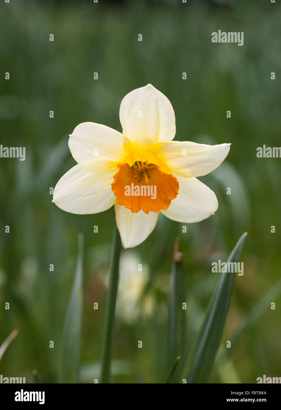 In prossimità di una sempre avanti Daffodil in fiore Foto Stock